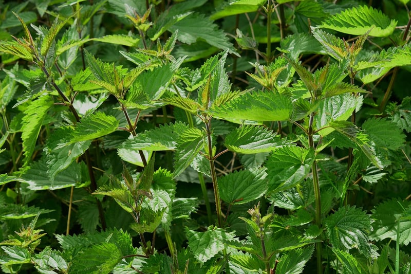 Compact Plants